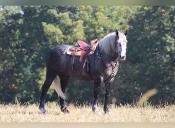 Percheron, Gelding, 4 years, 16.1 hh, Grey