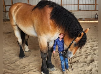 Percheron Mix, Wallach, 4 Jahre, 16,2 hh, Rotbrauner