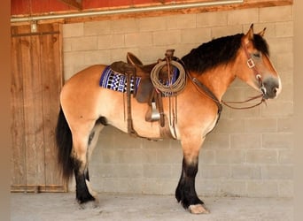 Percheron Mix, Wallach, 4 Jahre, 16,2 hh, Rotbrauner