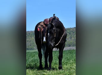 Percheron Mix, Gelding, 4 years, 16,2 hh, Gray