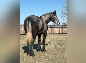 Percheron, Gelding, 4 years, 16.3 hh, Grey-Dapple
