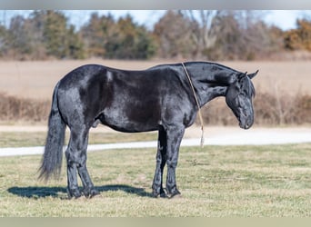 Percheron Mix, Gelding, 4 years, 16 hh, Black