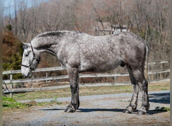 Percheron, Gelding, 4 years, 16 hh, Grey