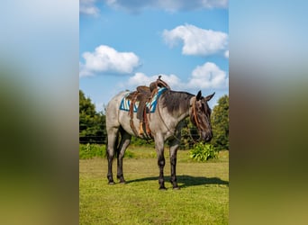 Percheron Mix, Gelding, 4 years, 16 hh, Roan-Blue