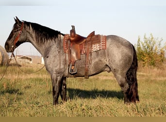 Percheron Mix, Gelding, 4 years, 16 hh, Roan-Blue