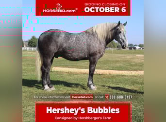 Percheron, Gelding, 4 years, 16,1 hh, Grey