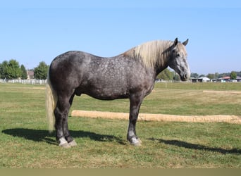 Percheron, Gelding, 4 years, 16,1 hh, Grey
