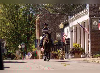 Percheron Mix, Gelding, 4 years, 16,3 hh, Bay