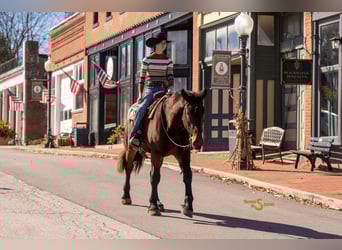 Percheron Mix, Gelding, 4 years, 16,3 hh, Bay