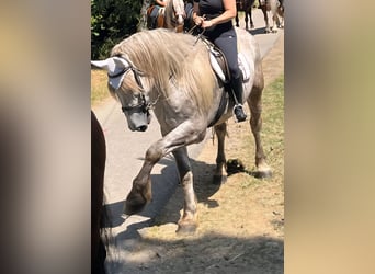 Percheron, Gelding, 4 years, 17.2 hh, Grey