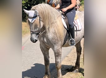 Percheron, Gelding, 4 years, 17.2 hh, Grey