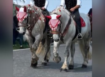 Percheron, Gelding, 4 years, 17.2 hh, Grey