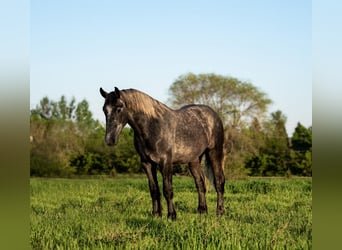 Percheron, Gelding, 4 years, 17 hh, Gray