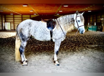 Percheron Mix, Gelding, 4 years, 17 hh, Gray