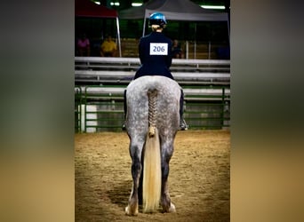 Percheron Mix, Gelding, 4 years, 17 hh, Gray