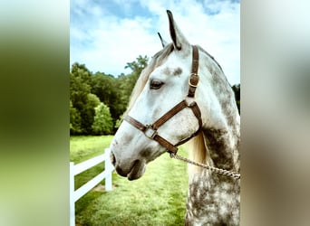 Percheron Mix, Gelding, 4 years, 17 hh, Gray