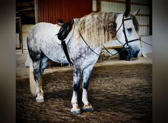 Percheron Mix, Gelding, 4 years, 17 hh, Gray