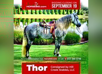 Percheron Mix, Gelding, 4 years, 17 hh, Gray