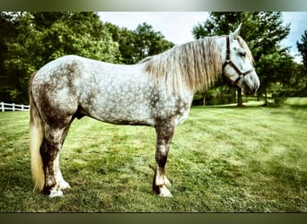 Percheron Mix, Gelding, 4 years, 17 hh, Gray