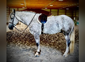 Percheron Mix, Gelding, 4 years, 17 hh, Gray