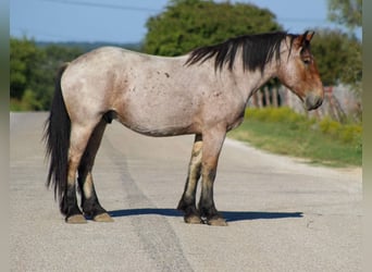 Percheron, Wallach, 4 Jahre, 17 hh, Roan-Bay