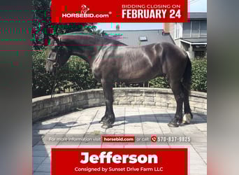 Percheron, Gelding, 4 years, 17,1 hh, Black