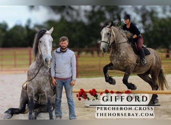 Percheron, Gelding, 4 years, Gray