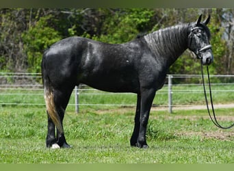 Percheron Mix, Gelding, 4 years, Grey