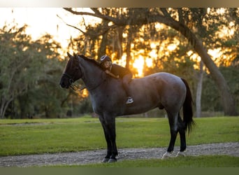 Percheron Mix, Gelding, 4 years, Roan-Blue