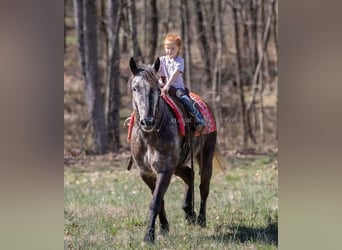 Percheron, Gelding, 5 years, 14 hh, Gray