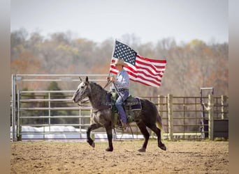Percheron, Gelding, 5 years, 14 hh, Gray
