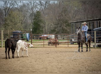 Percheron, Gelding, 5 years, 14 hh, Gray