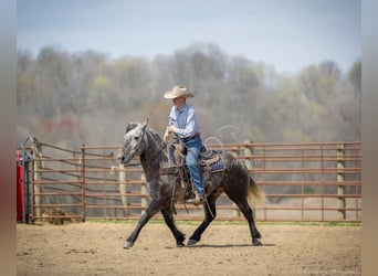 Percheron, Gelding, 5 years, 14 hh, Gray
