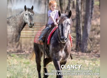 Percheron, Gelding, 5 years, 14 hh, Gray