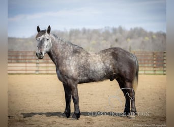 Percheron, Gelding, 5 years, 14 hh, Gray