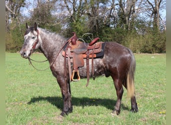 Percheron, Gelding, 5 years, 14 hh, Gray