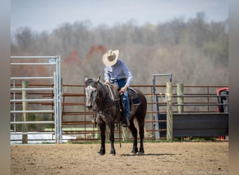 Percheron Mix, Gelding, 5 years, 14 hh, Gray-Dapple