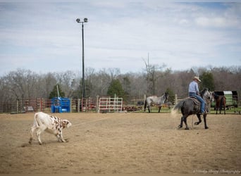 Percheron Mix, Gelding, 5 years, 14 hh, Gray-Dapple