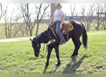Percheron Mix, Gelding, 5 years, 15.2 hh, Black