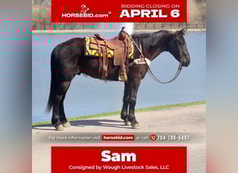 Percheron Mix, Gelding, 5 years, 15.2 hh, Black