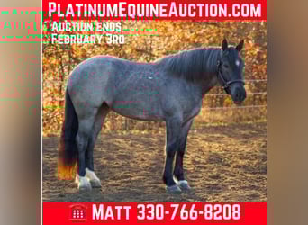 Percheron, Gelding, 5 years, 15.3 hh, Roan-Blue