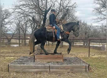 Percheron, Gelding, 5 years, 15 hh, Gray