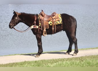 Percheron Mix, Gelding, 5 years, 15,2 hh, Black