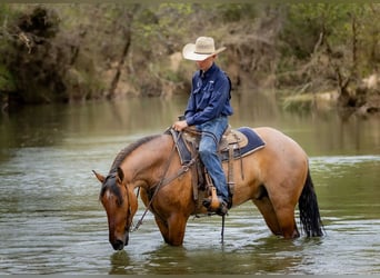 Percheron Mix, Gelding, 5 years, 15,2 hh, Dun