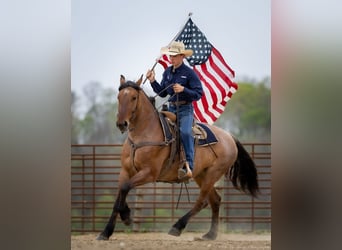 Percheron Mix, Gelding, 5 years, 15,2 hh, Dun