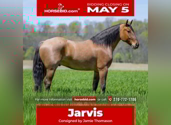 Percheron Mix, Gelding, 5 years, 15,2 hh, Dun