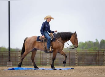 Percheron Mix, Gelding, 5 years, 15,2 hh, Dun