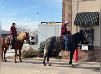 Percheron Mix, Gelding, 5 years, 15,2 hh, Gray