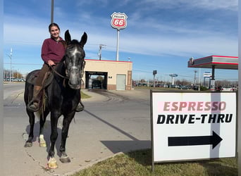 Percheron Mix, Gelding, 5 years, 15,2 hh, Gray