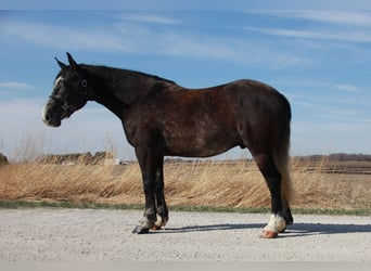 Percheron Mix, Gelding, 5 years, 15,2 hh, Gray